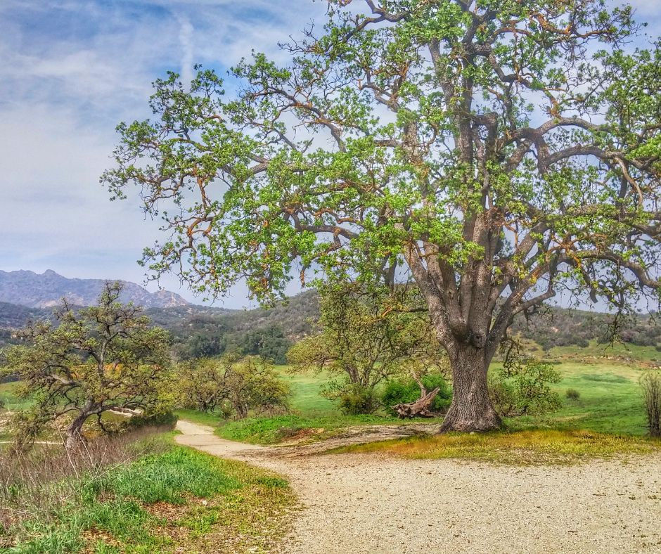 Police Law Enforcement Instructor Training Tacfire Paramount